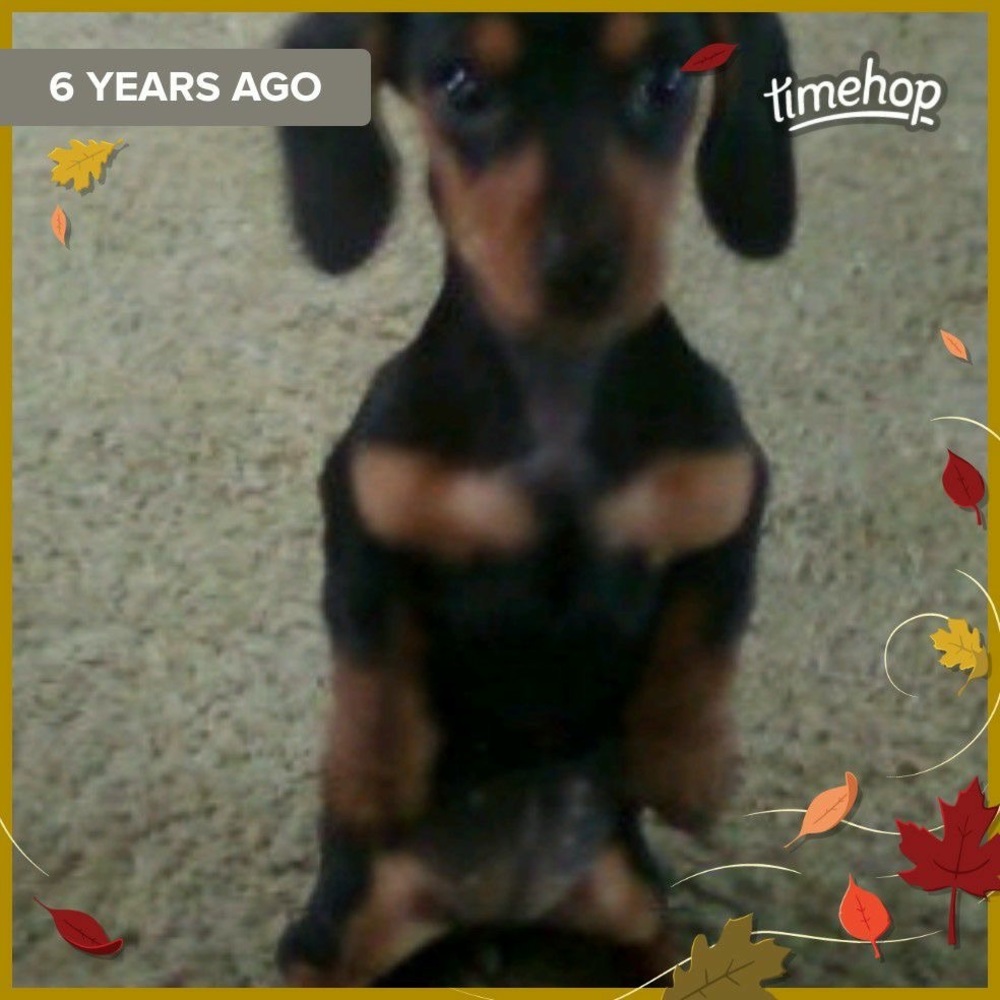 Meet your Posher, Jessie